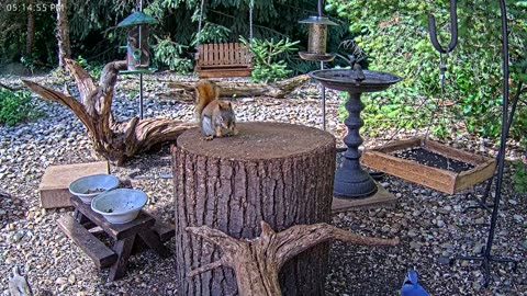 LIVE 24/7 Indiana Birds, Squirrels and Wildlife Feeder Cam