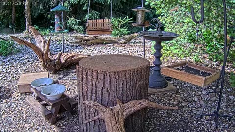 LIVE 24/7 Indiana Birds, Squirrels and Wildlife Feeder Cam