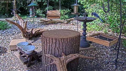 LIVE 24/7 Indiana Birds, Squirrels and Wildlife Feeder Cam
