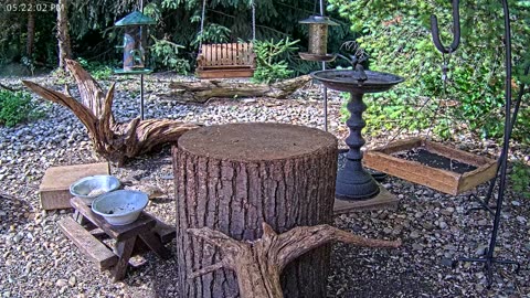 LIVE 24/7 Indiana Birds, Squirrels and Wildlife Feeder Cam
