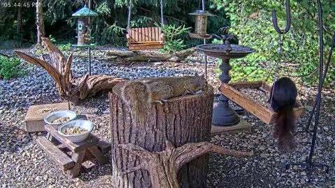 LIVE 24/7 Indiana Birds, Squirrels and Wildlife Feeder Cam