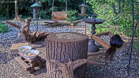 LIVE 24/7 Indiana Birds, Squirrels and Wildlife Feeder Cam
