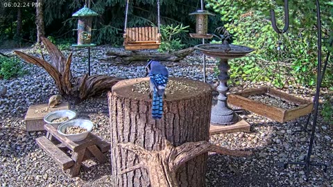 LIVE 24/7 Indiana Birds, Squirrels and Wildlife Feeder Cam