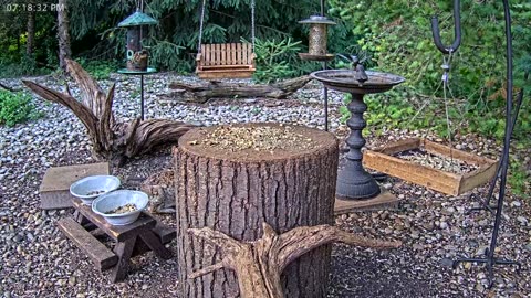 LIVE 24/7 Indiana Birds, Squirrels and Wildlife Feeder Cam