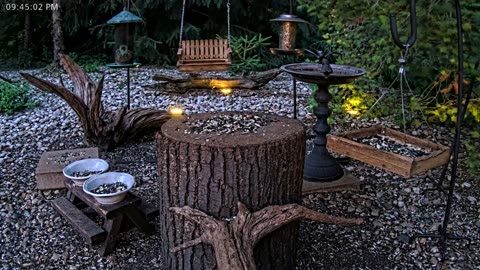 LIVE 24/7 Indiana Birds, Squirrels and Wildlife Feeder Cam