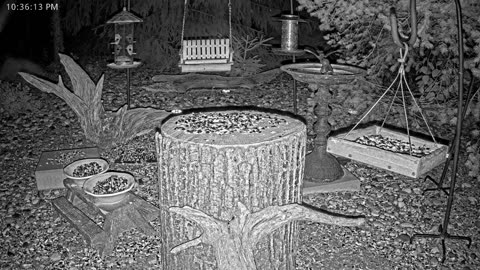 LIVE 24/7 Indiana Birds, Squirrels and Wildlife Feeder Cam