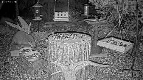 LIVE 24/7 Indiana Birds, Squirrels and Wildlife Feeder Cam