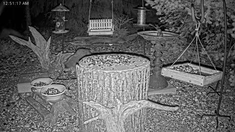 LIVE 24/7 Indiana Birds, Squirrels and Wildlife Feeder Cam