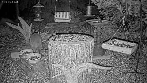 LIVE 24/7 Indiana Birds, Squirrels and Wildlife Feeder Cam