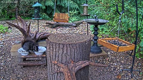 LIVE 24/7 Indiana Birds, Squirrels and Wildlife Feeder Cam