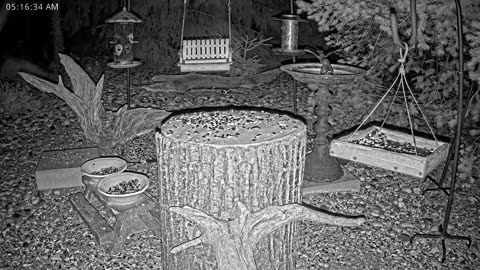 LIVE 24/7 Indiana Birds, Squirrels and Wildlife Feeder Cam