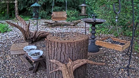 LIVE 24/7 Indiana Birds, Squirrels and Wildlife Feeder Cam