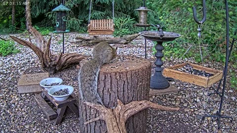 LIVE 24/7 Indiana Birds, Squirrels and Wildlife Feeder Cam