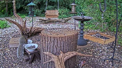 LIVE 24/7 Indiana Birds, Squirrels and Wildlife Feeder Cam