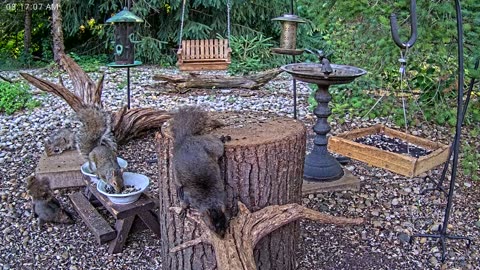 LIVE 24/7 Indiana Birds, Squirrels and Wildlife Feeder Cam