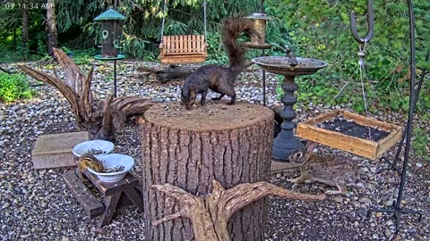 LIVE 24/7 Indiana Birds, Squirrels and Wildlife Feeder Cam