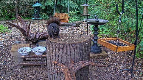 LIVE 24/7 Indiana Birds, Squirrels and Wildlife Feeder Cam
