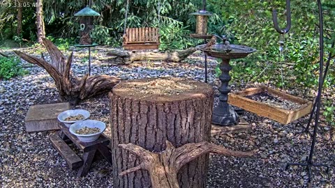 LIVE 24/7 Indiana Birds, Squirrels and Wildlife Feeder Cam