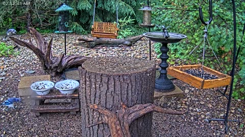 LIVE 24/7 Indiana Birds, Squirrels and Wildlife Feeder Cam