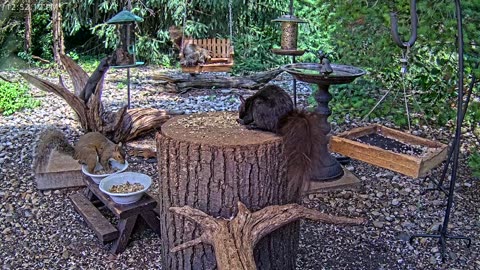 LIVE 24/7 Indiana Birds, Squirrels and Wildlife Feeder Cam
