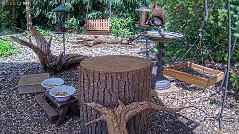 LIVE 24/7 Indiana Birds, Squirrels and Wildlife Feeder Cam