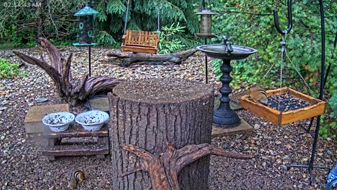 LIVE 24/7 Indiana Birds, Squirrels and Wildlife Feeder Cam
