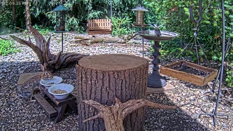 LIVE 24/7 Indiana Birds, Squirrels and Wildlife Feeder Cam