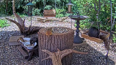 LIVE 24/7 Indiana Birds, Squirrels and Wildlife Feeder Cam