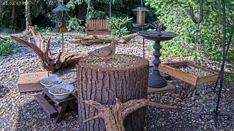 LIVE 24/7 Indiana Birds, Squirrels and Wildlife Feeder Cam