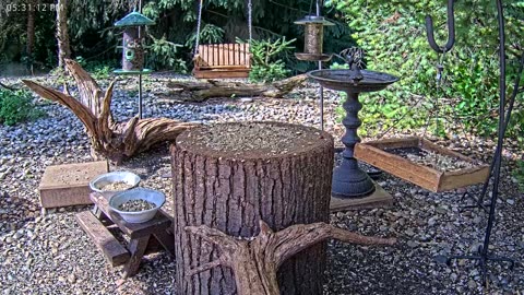 LIVE 24/7 Indiana Birds, Squirrels and Wildlife Feeder Cam