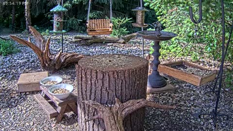 LIVE 24/7 Indiana Birds, Squirrels and Wildlife Feeder Cam