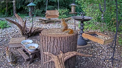 LIVE 24/7 Indiana Birds, Squirrels and Wildlife Feeder Cam