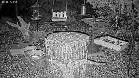 LIVE 24/7 Indiana Birds, Squirrels and Wildlife Feeder Cam