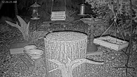 LIVE 24/7 Indiana Birds, Squirrels and Wildlife Feeder Cam