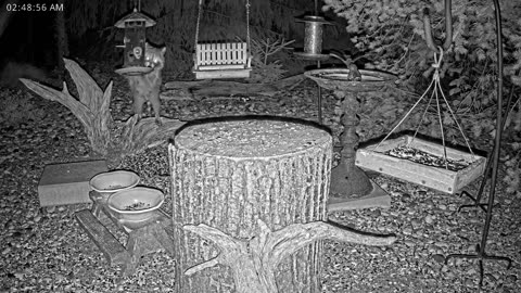 LIVE 24/7 Indiana Birds, Squirrels and Wildlife Feeder Cam