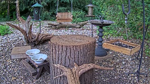 LIVE 24/7 Indiana Birds, Squirrels and Wildlife Feeder Cam