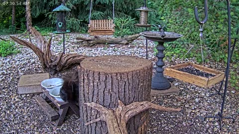 LIVE 24/7 Indiana Birds, Squirrels and Wildlife Feeder Cam