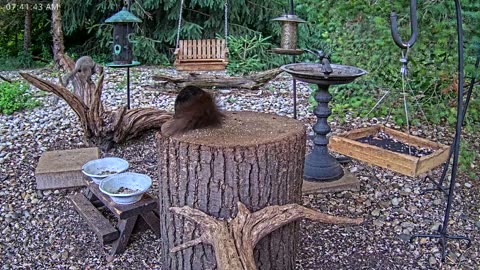 LIVE 24/7 Indiana Birds, Squirrels and Wildlife Feeder Cam