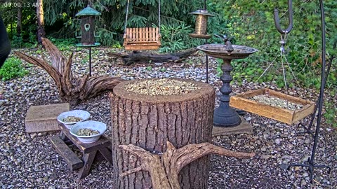 LIVE 24/7 Indiana Birds, Squirrels and Wildlife Feeder Cam