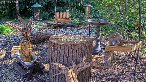 LIVE 24/7 Indiana Birds, Squirrels and Wildlife Feeder Cam