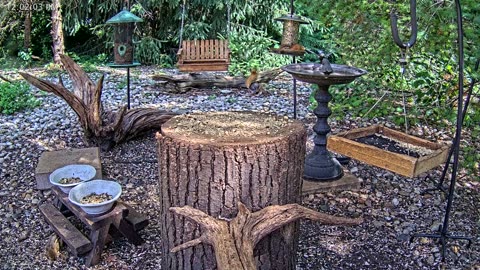 LIVE 24/7 Indiana Birds, Squirrels and Wildlife Feeder Cam
