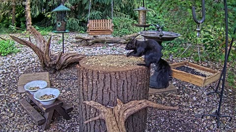 LIVE 24/7 Indiana Birds, Squirrels and Wildlife Feeder Cam