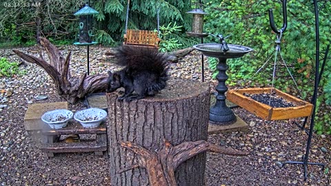 LIVE 24/7 Indiana Birds, Squirrels and Wildlife Feeder Cam