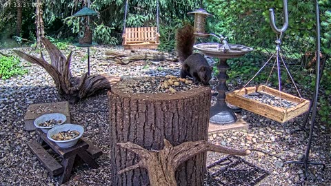LIVE 24/7 Indiana Birds, Squirrels and Wildlife Feeder Cam