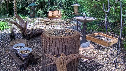 LIVE 24/7 Indiana Birds, Squirrels and Wildlife Feeder Cam