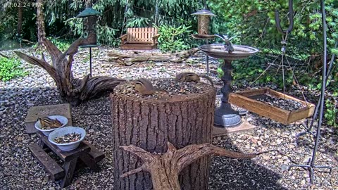 LIVE 24/7 Indiana Birds, Squirrels and Wildlife Feeder Cam