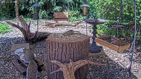 LIVE 24/7 Indiana Birds, Squirrels and Wildlife Feeder Cam