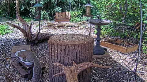 LIVE 24/7 Indiana Birds, Squirrels and Wildlife Feeder Cam
