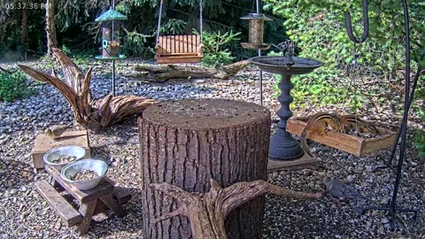 LIVE 24/7 Indiana Birds, Squirrels and Wildlife Feeder Cam