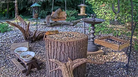 LIVE 24/7 Indiana Birds, Squirrels and Wildlife Feeder Cam